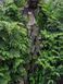 Маскировочный костюм Mil-Tec Ghillie Woodland XL/XXL 11961520 A9877 фото 2